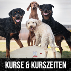 Kurse und Kurszeiten