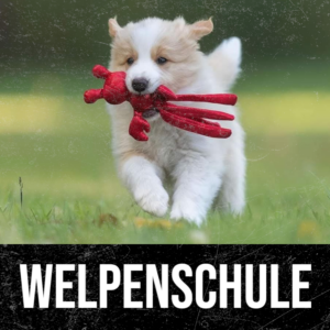 Welpenschule