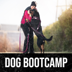 Dog Bootcamp