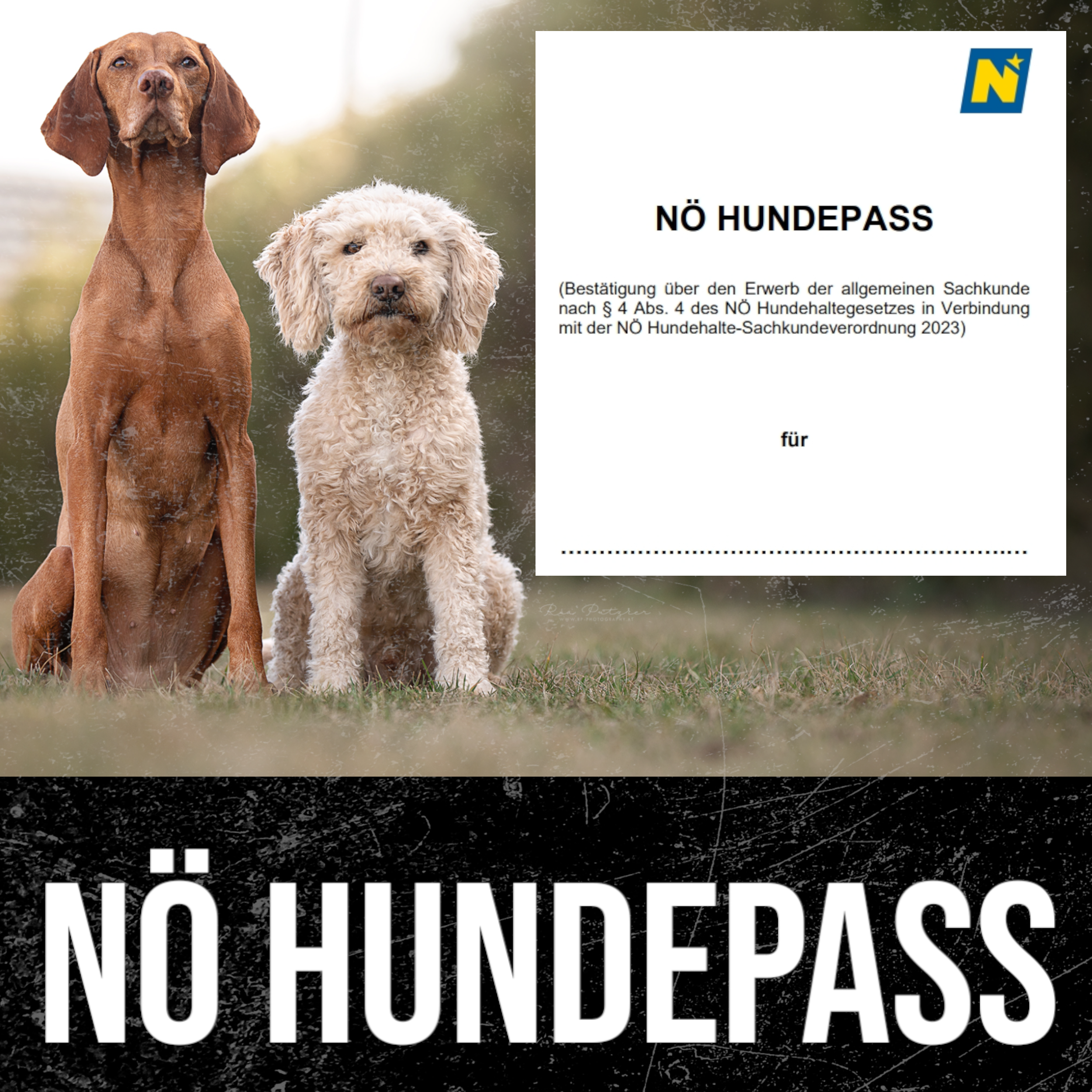 NÖ Hundepass Vortrag
