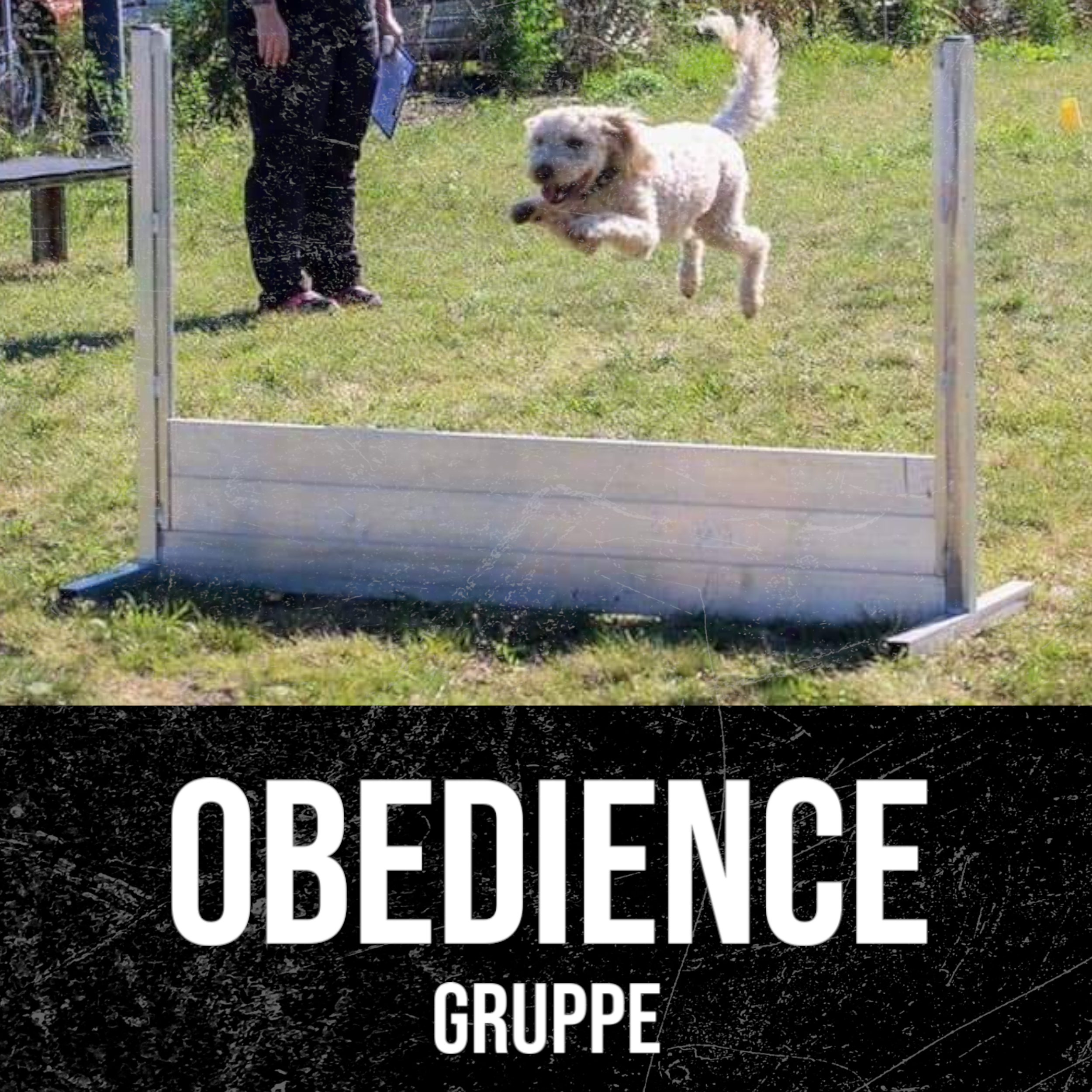 Obedience Gruppe / Mittwoch