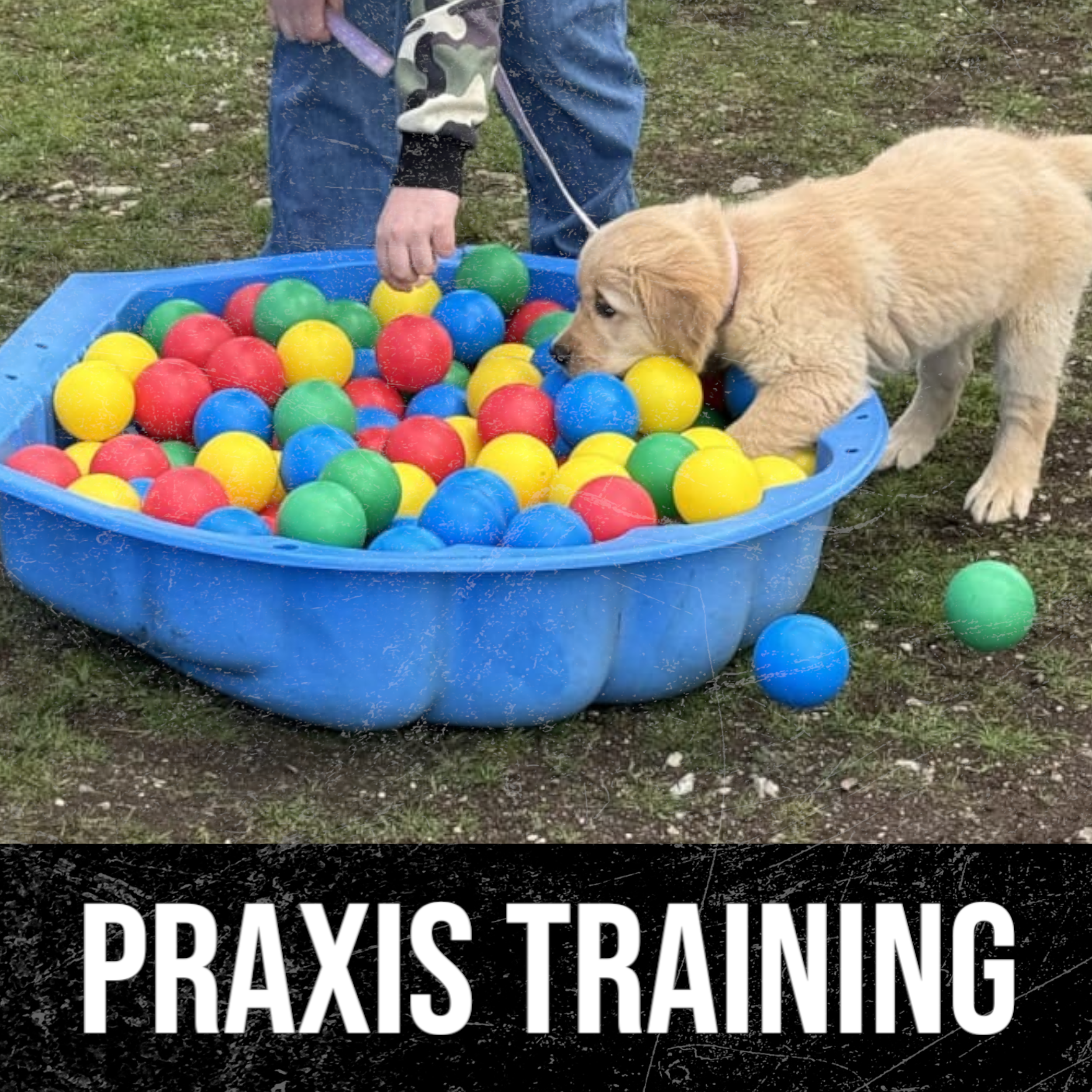 Welpen Praxis Training / Dienstag